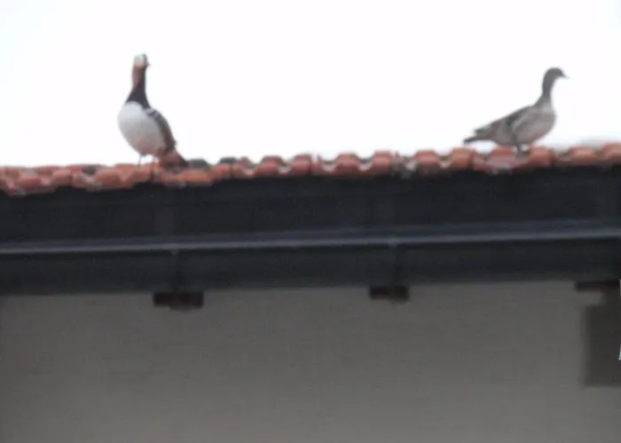 酒店 Chalet Tannenrain & Casa Alba